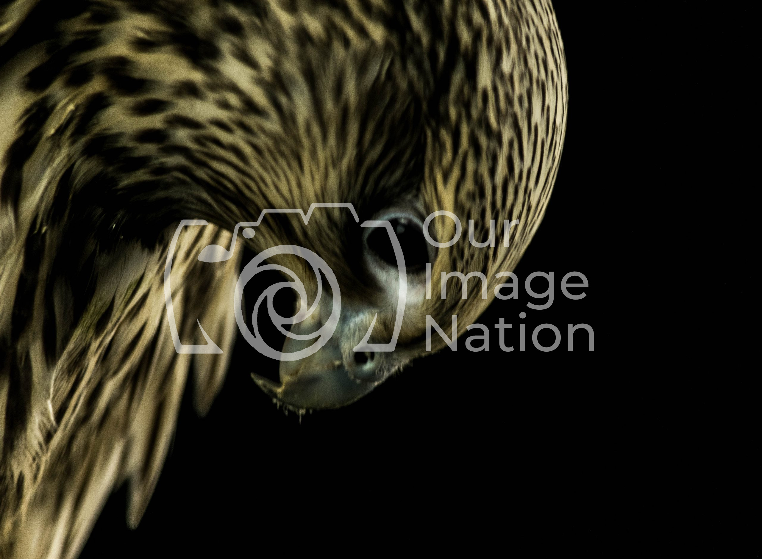 falcon
