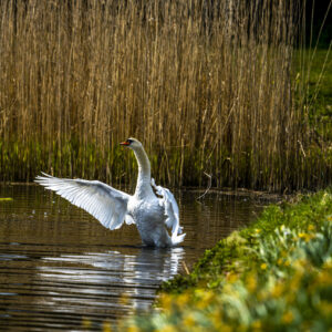 Castle Howard Swan