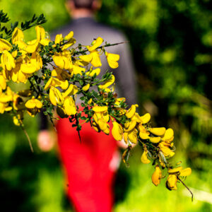 Gorse
