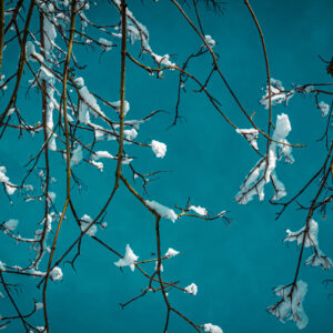 Snow Blossom