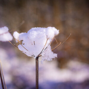 Snow Catcher