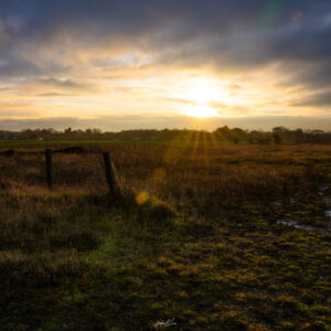 Sunburst