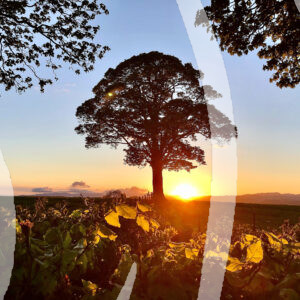 Kendal Sunset