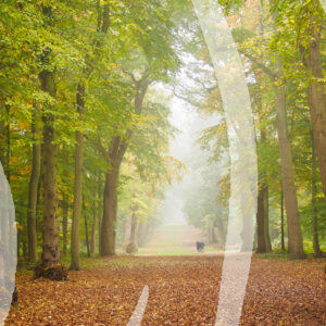 Autumn Stroll