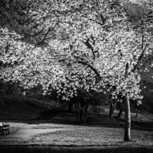 Backhouse Blossom Tree