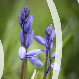 Backhouse Bluebells