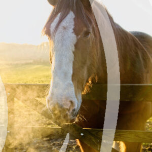 Horse in Sunlight