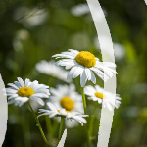 Daisies