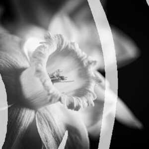 Fine Art Daffodil 2