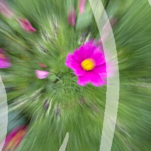 JAPANESE ANENOME FLOWER ZOOM
