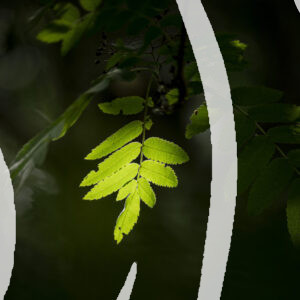 Light and Shade