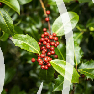 Red Berries