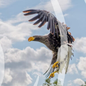 Steller's Sea Eagle