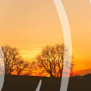 Sunset and Silhouetted Trees