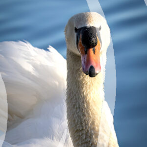 Swan