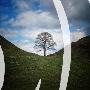 The Robin Hood Tree