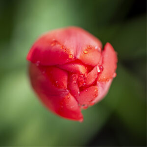 Top Down Tulip