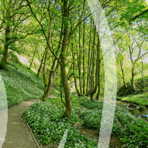 Wild Garlic Woods