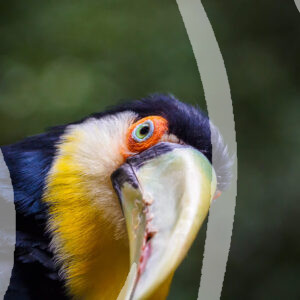 The Curious Toucan