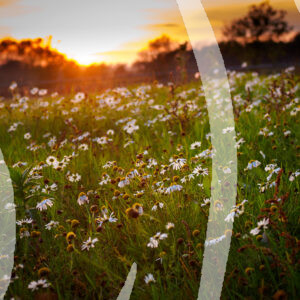 Daisies at dusk
