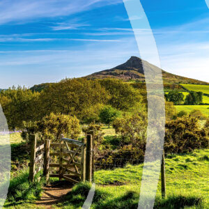 Bluebells at Roseberry Topping