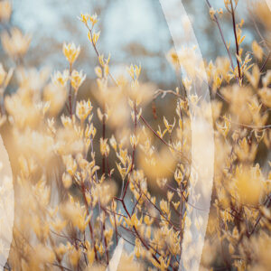 Breezed Yellows