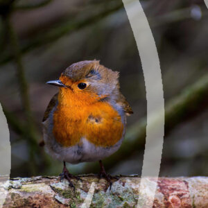 Robin