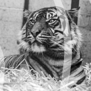 Tiger B & W
