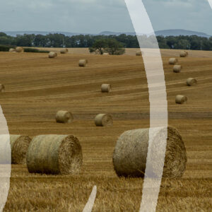 Hay Stacks