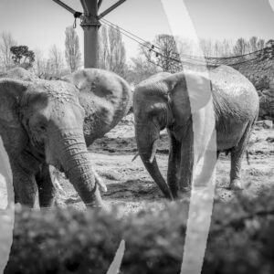 Black and White Elephants