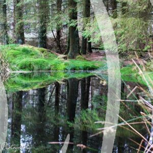 Secret Woodland Waters
